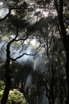 Camping @ Henry Cowell SP ~ June 2010