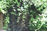 IMG_6971.jpg