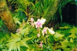 Flower 16