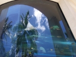 Sting rays