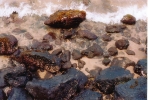 More crabs