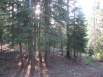 Truckee 015