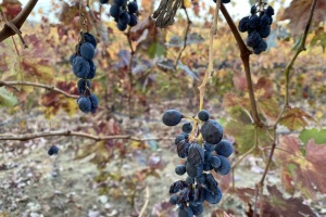 Amador Wine Tasting