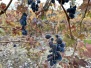 Amador Wine Tasting