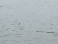 IMG_4236