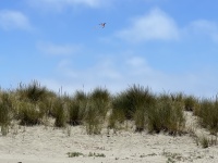 IMG_5123