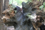 copy-img_0937