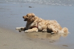 copy-img_0970
