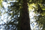 copy-img_0985