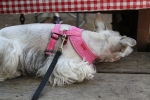 copy-img_0986