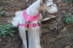copy-img_1042