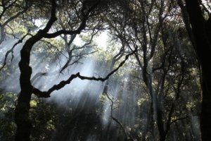 Camping at Henry Cowell SP ~ June 2010