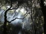 Camping at Henry Cowell SP ~ June 2010