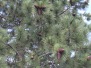 Tahoe ~ July 2013