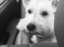 Day Trip to Bodega ~ July 2015