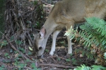 copy-img_6751