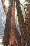 copy-img_6781