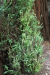 copy-img_6794