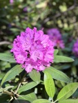 IMG_0025