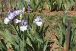 IMG_3875 copy