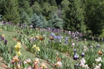 IMG_3879 copy