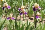 IMG_3895 copy