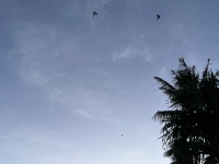 IMG_3966