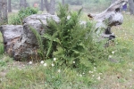 IMG_4337 copy