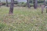IMG_4338 copy