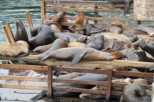 Monterey ~ September 2013