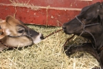 copy-img_6557