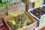 copy-img_7560