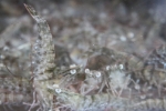 copy-img_7565