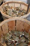 copy-img_7579