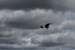 copy-img_8756