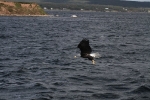copy-img_8758