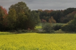 copy-img_9103