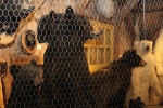 copy-img_9272