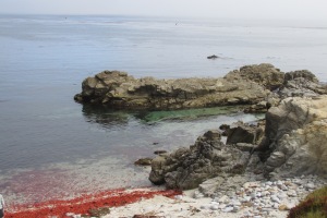 Pacific Grove ~ August 2016