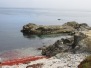 Pacific Grove ~ August 2016