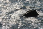 IMG_5160