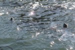 IMG_5171