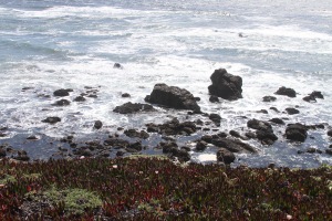 Salt Point ~ May 2015