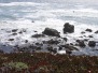 Salt Point ~ May 2015