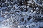 copy-img_9721