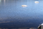 copy-img_9726