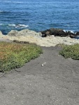 IMG_4243