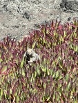 IMG_4272