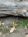 IMG_4301