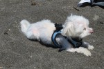 IMG_4976